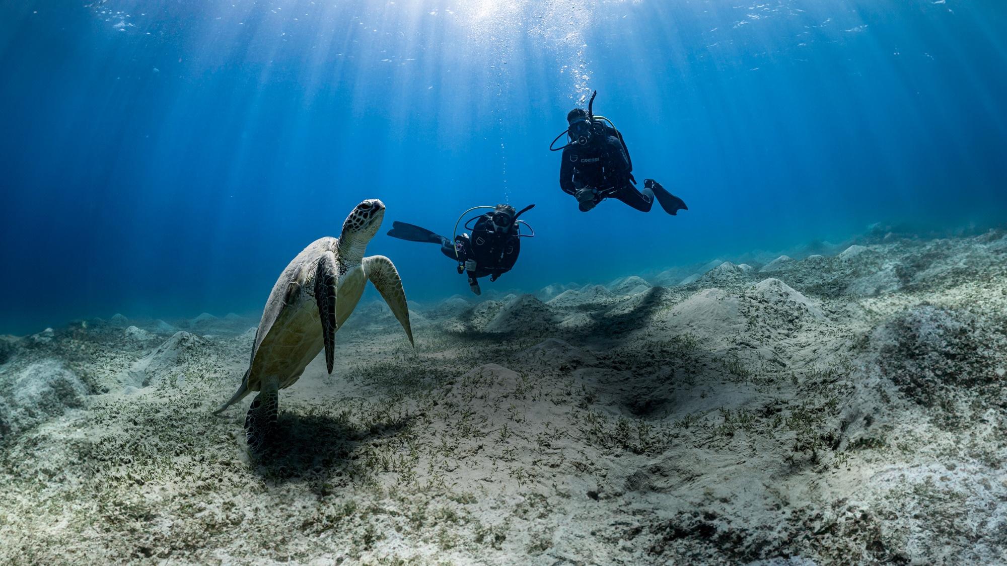 Untitled design - 2023-07-12T173333.329 (1)