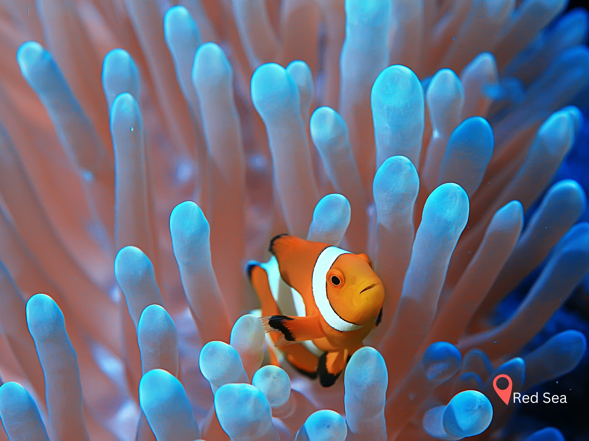 poisson clown